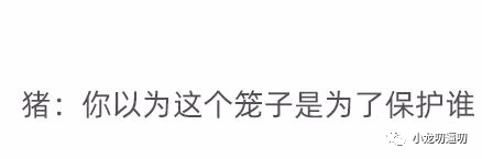 这就是猪突猛进？